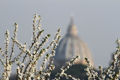 Jasmine branches in the foreground and in the background the dome of st. peter's basilica in rome