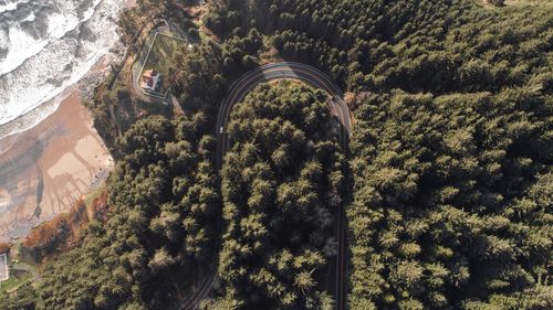 Trees on landscape against mountain