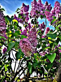 Close-up of pink flowering plant