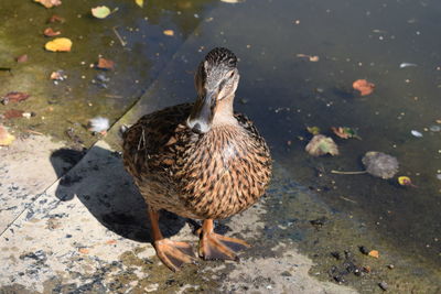 Close-up of mallard duck on field