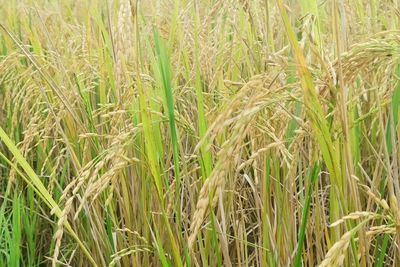 Close-up of stalks in field