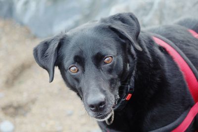 Close-up portrait of black dog