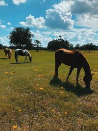 Horses grazing in a field