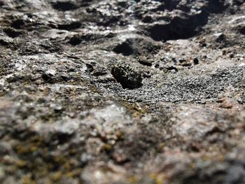 Close-up of lizard on rock