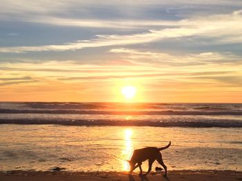 Silhouette dog on beach against sky during sunset