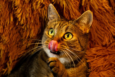 Close-up of cat