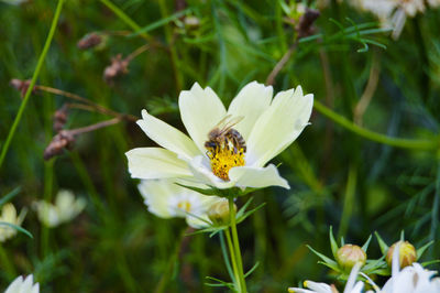 High angle view of bee on white flower