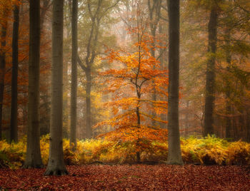 Trees in forest during autumn