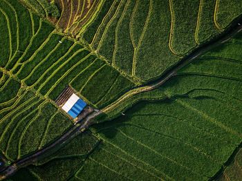 Lines of rice fields