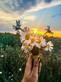 Close-up of hand holding yellow flowers on field