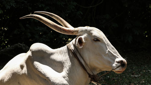 Portrait of a white asian bull with horns 