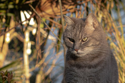 Close-up portrait of a cat