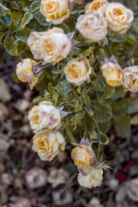 Close-up of flowering plant