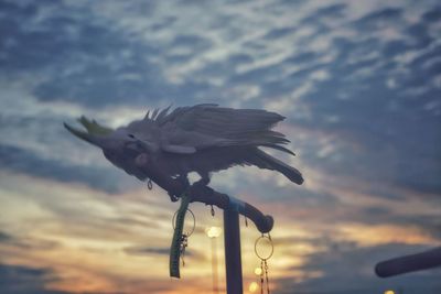 Low angle view of seagull flying against cloudy sky