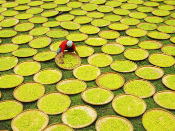 High angle view of man drying food in plates on field