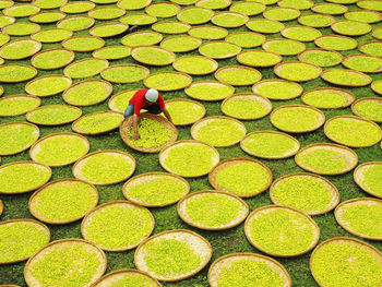 High angle view of man drying food in plates on field