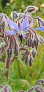 Close-up of flowering plant on field