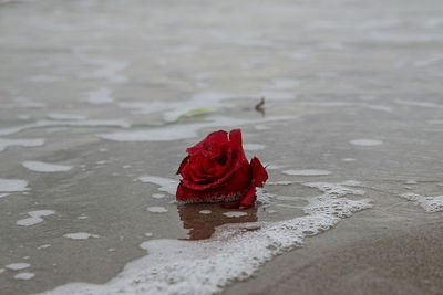 Close-up of red rose in puddle