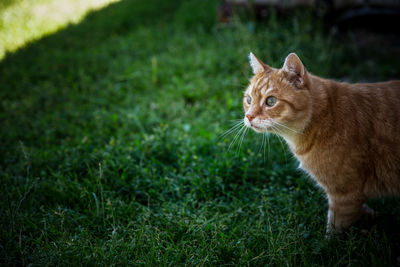 Cat looking away on field