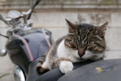 Close-up of cat sleeping on car