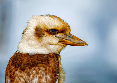 Close-up of bird looking away outdoors