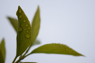 Close-up of water drops on leaf