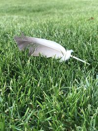 Close-up of feather on grass