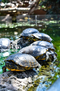 Close-up of turtle on rock