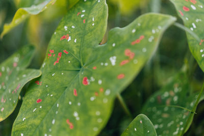 Caladium bicolor in africa 