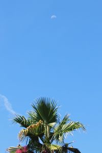 Low angle view of coconut palm tree against blue sky