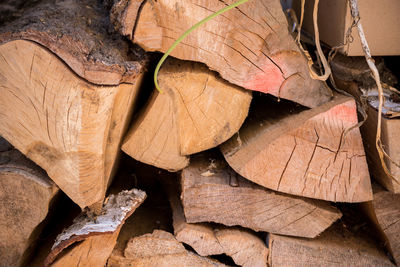 Close-up of dry leaves on wood