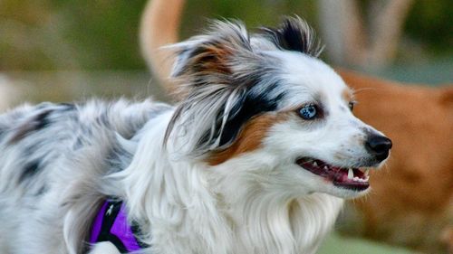 Close-up of dog looking away