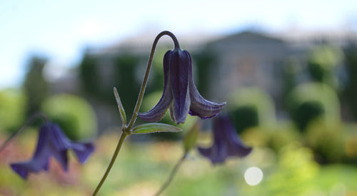 Close-up of bell flowers