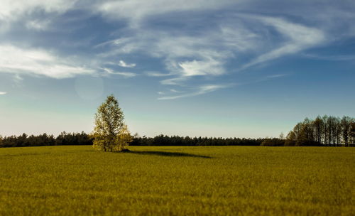 Scenic view of field against sky