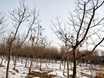 Bare trees on field against sky during winter