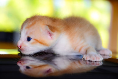 Close-up of a cat looking away