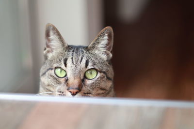 Close-up portrait of cat relaxing at home