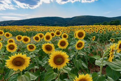 Scenic view of sunflower field against cloudy sky