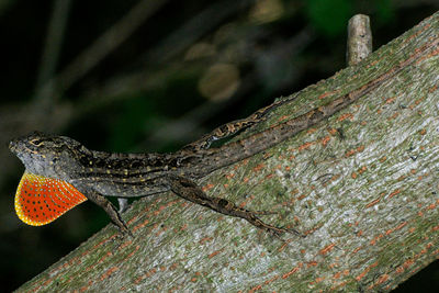Close-up of lizard on wooden surface