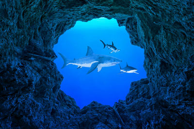 View of sharks swimming in sea