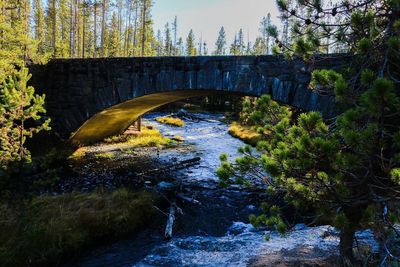 Arch bridge over stream amidst trees on sunny day