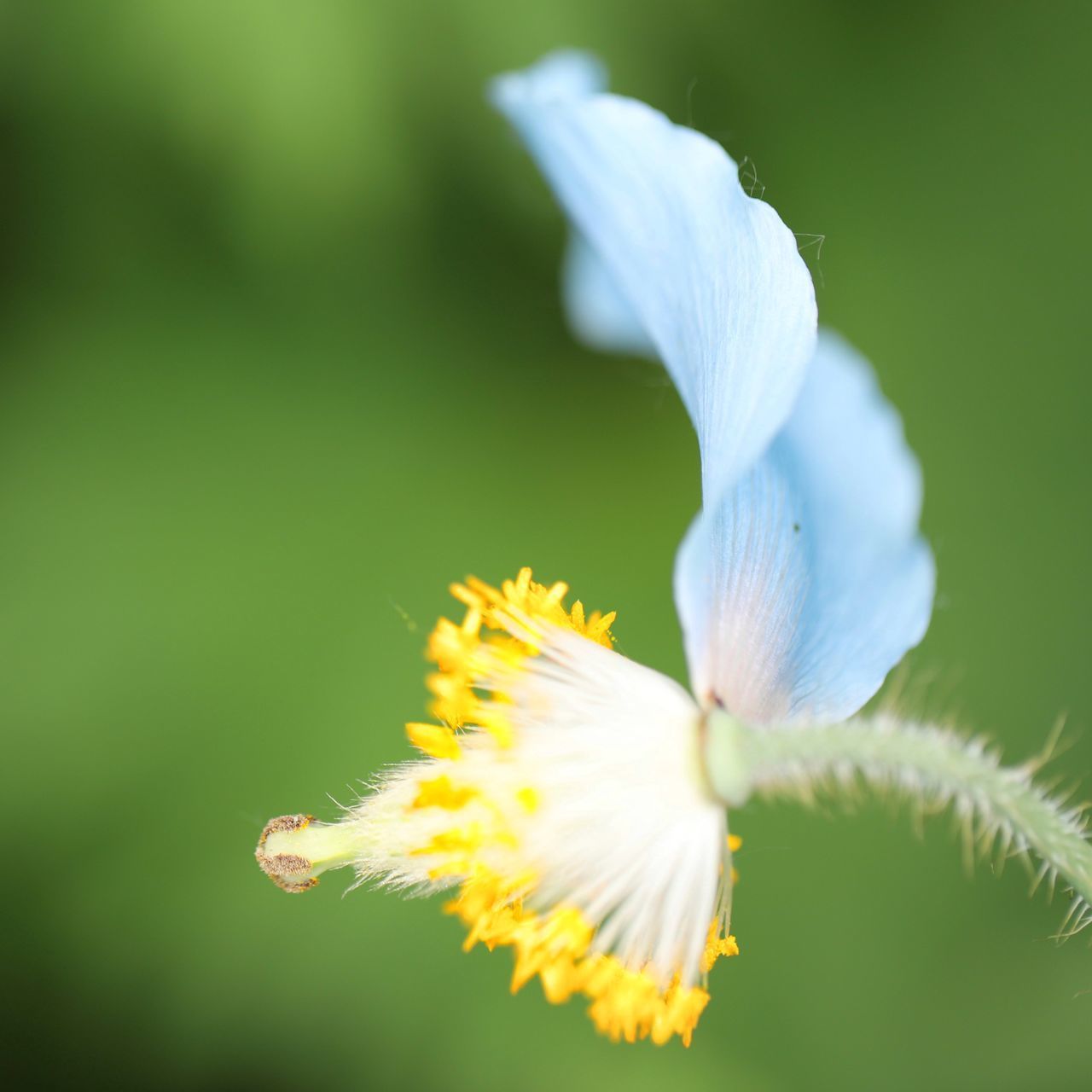 CLOSE-UP OF WHITE FLOWER