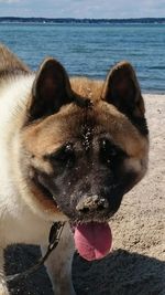 Close-up of dog on beach