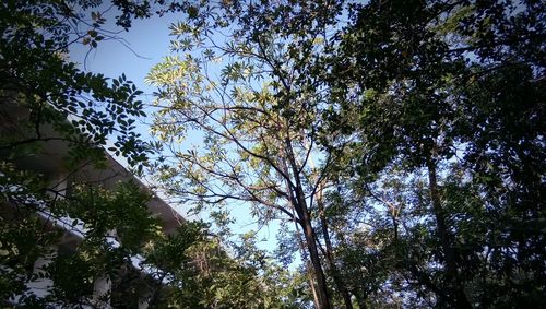 Low angle view of trees against sky