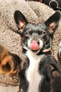 Close-up portrait of a dog