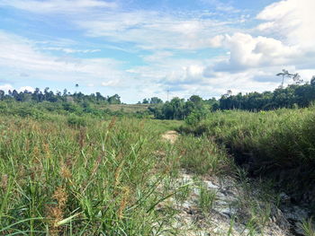 Scenic view of field against sky