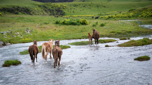 Rear view of horse walking on landscape