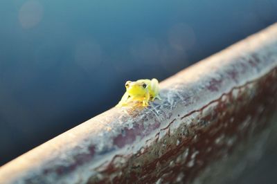 Close up of turtle