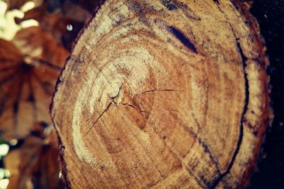 Close-up of tree stump