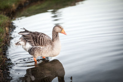 Close-up of mallard duck swimming on lake